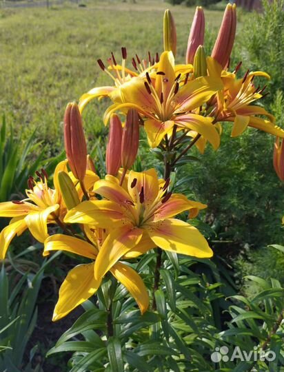 Лилии и другие цветы