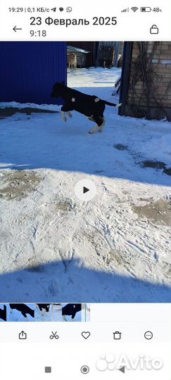 Телята бычки