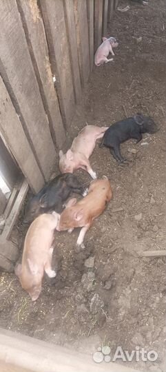 Поросята