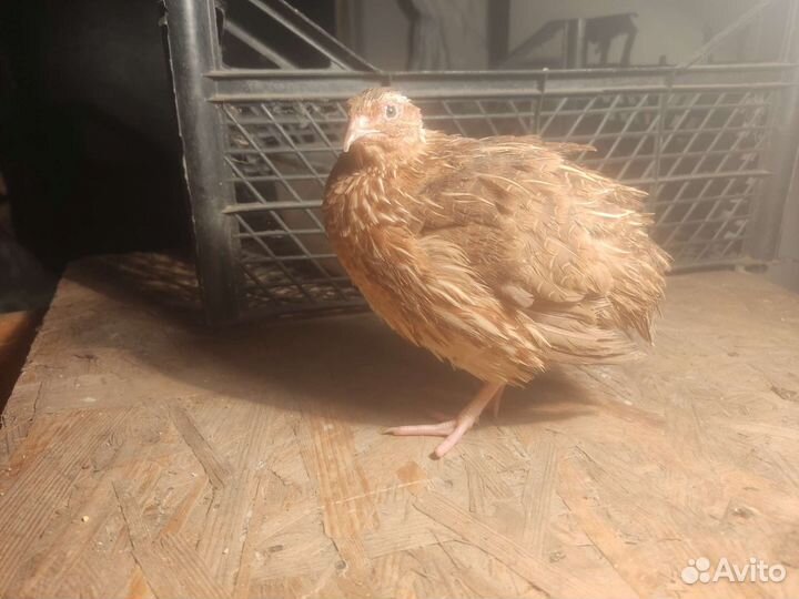 Перепела продажа