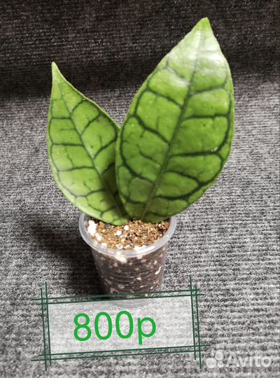 Хойя калистофилла калимантан