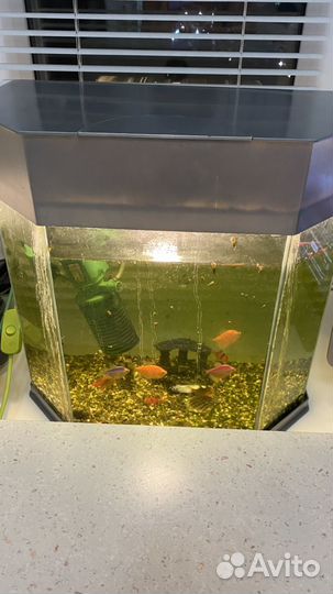 Аквариум