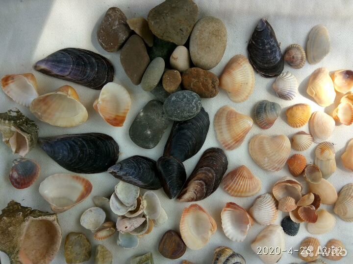 Ракушки и камешки