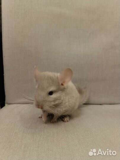 Шиншиллята 2 мес. мальчик и девочка