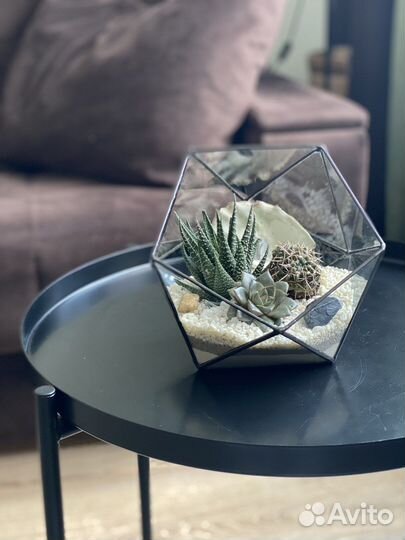 Флорариум композиция суккуленты