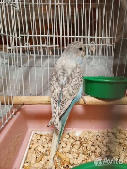 Волнистый попугай