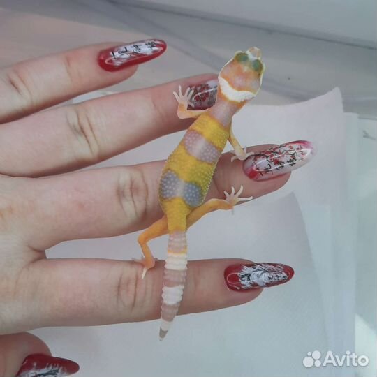 Эублефар малыши