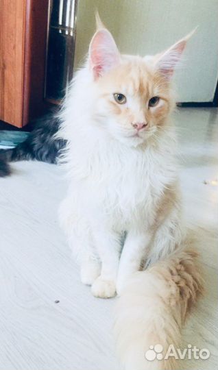 Мейн-кун чистокровнейший