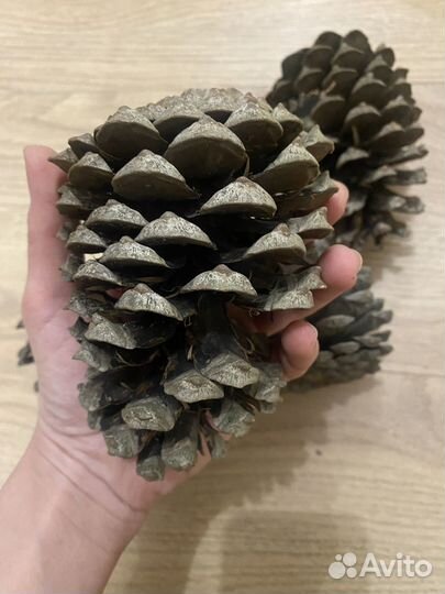 Шишки сосновые большие