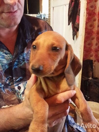 Щенки таксы