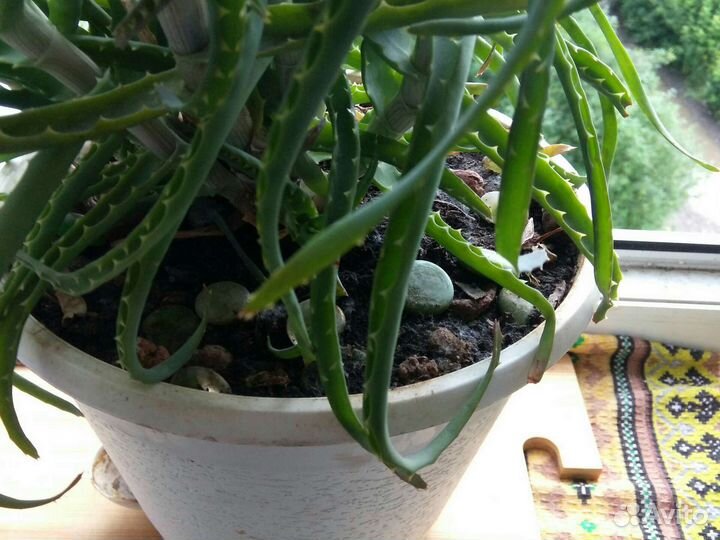 Продам цветы комнатные с горшком