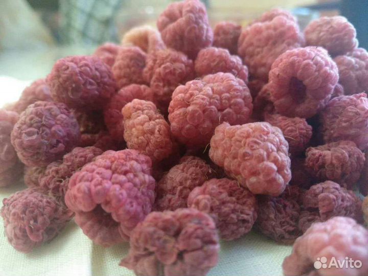 Малина сушеная