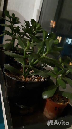 Крассула (денежное дерево)