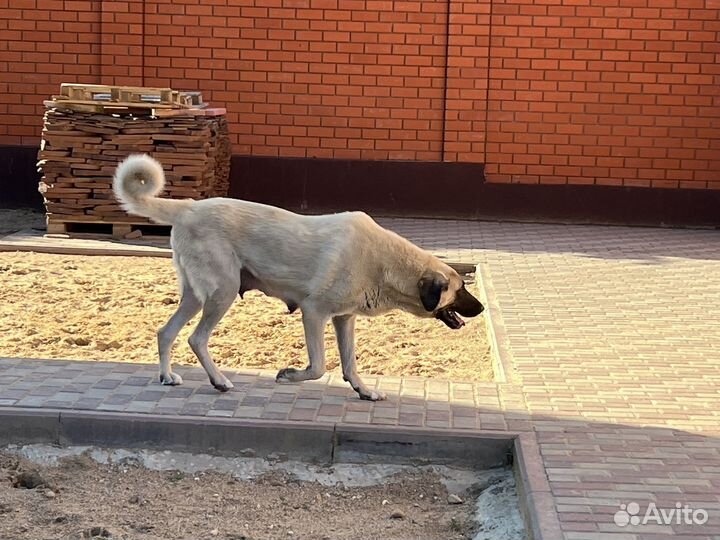 Щенки турецкого кангала