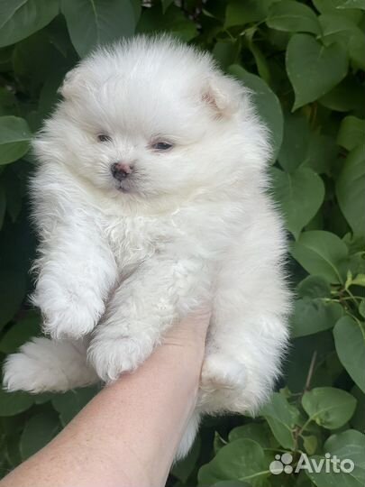 Померанский шпиц