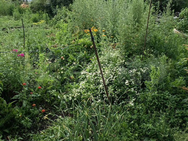 Участок 8 сот. (ИЖС)