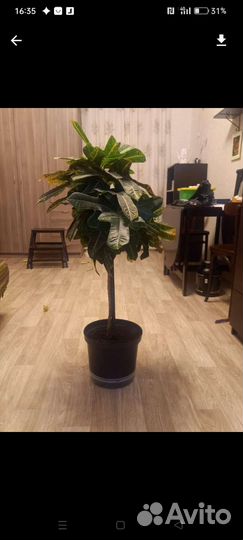 Кодиеум кротон.Бронь