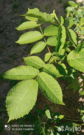 Маньчжурский орех