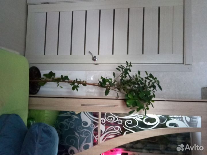 Фикус макламе