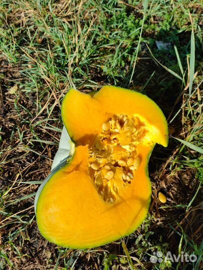 Тыква самсон