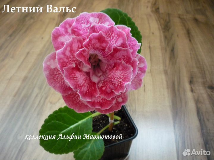 Глоксиния Летний Вальс