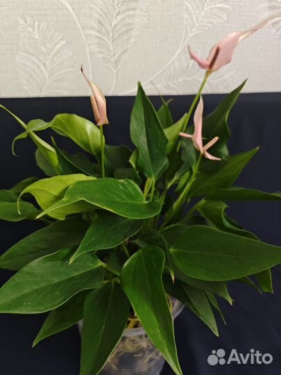 Антуриум Лили