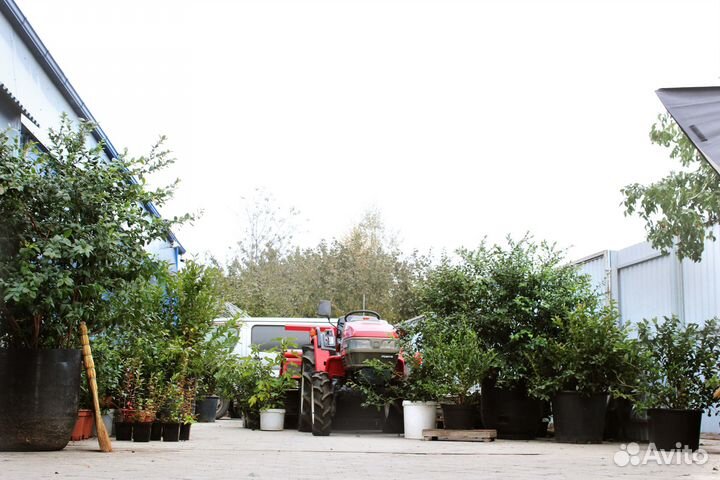 Голубика содовая опт и розница