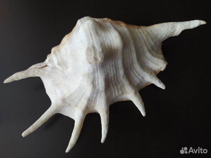 Ракушка морская