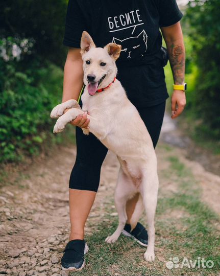 Белоснежная красотка