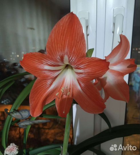 Гиппиаструм