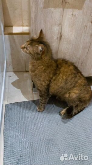 Несчастная кошка