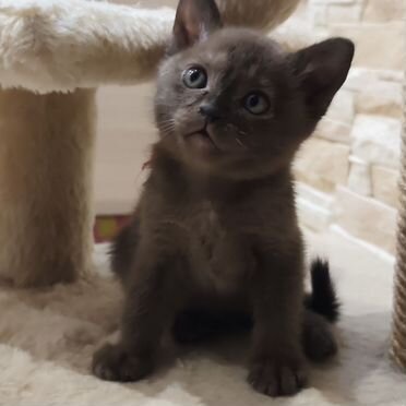 Европейский бурманский котёнок