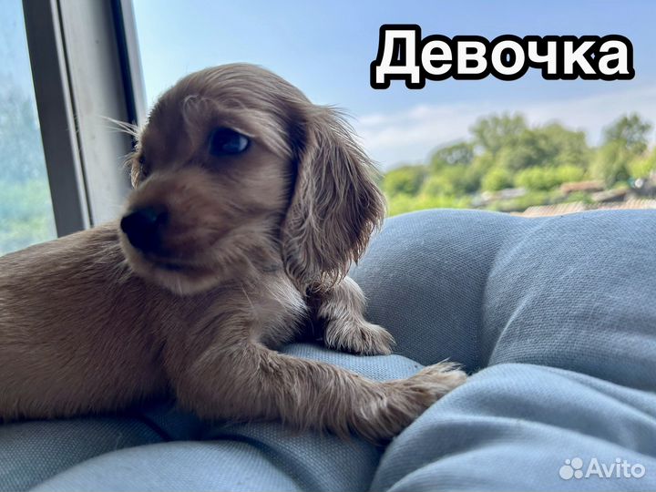 Щенки Английского кокера спаниеля