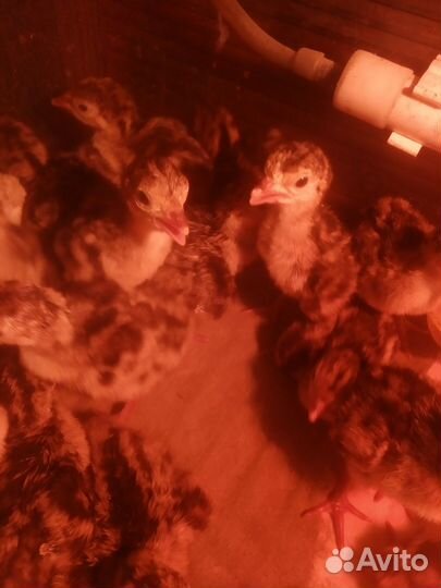 Индюшата Бронза-708