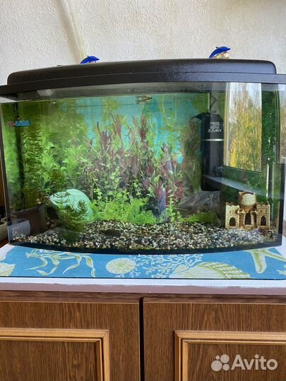 Аквариум