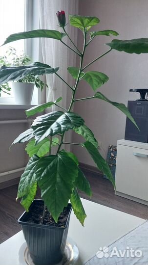 Комнатные цветы