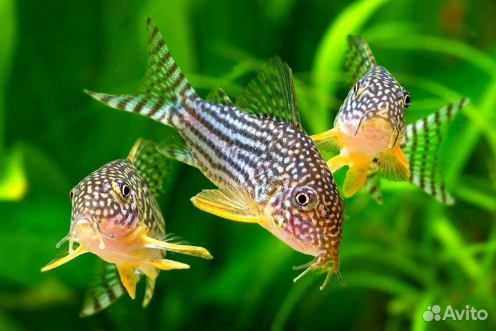 Тернеции Супер Ред и Фиолетовые