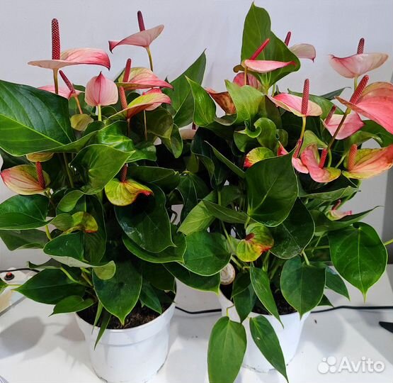 Антуриум мистик d17