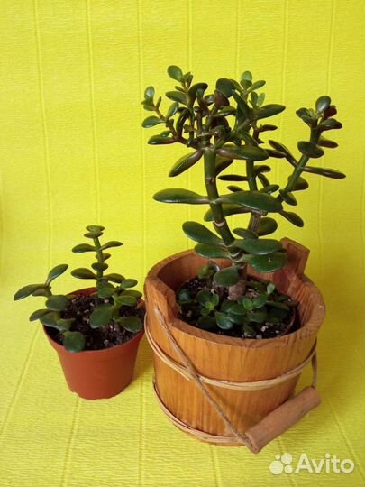 Комнатные растения