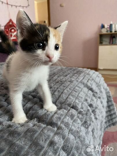 Котята