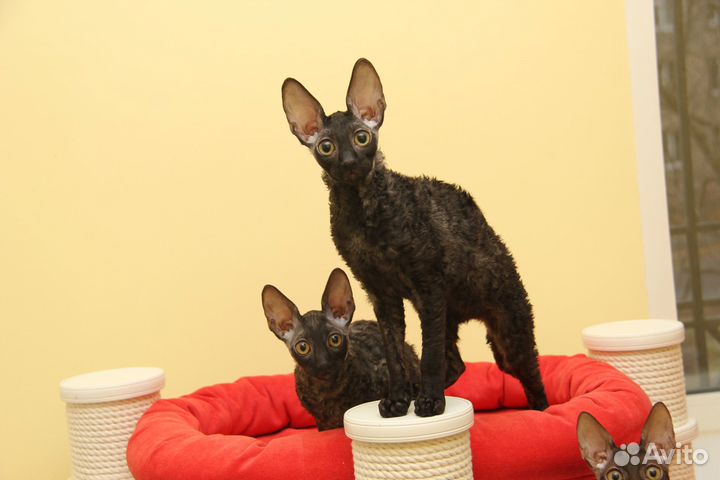 Идеальный кот