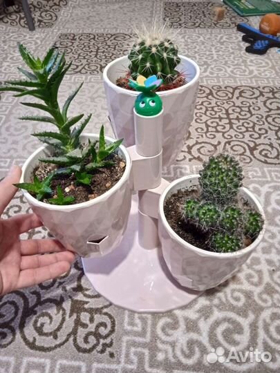 3 кактуса