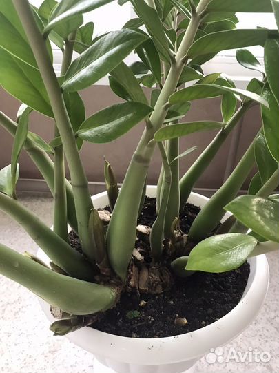 Замиокулькас