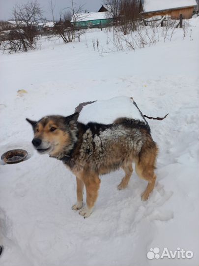 Собака в добрые руки отдам бесплатно