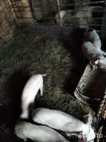 Поросенок ландрас