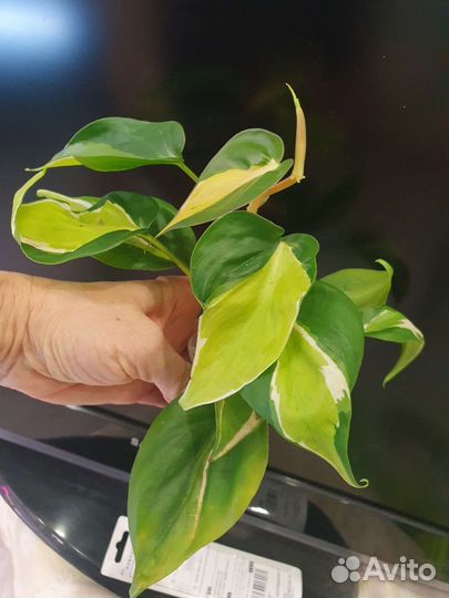 Сингониумы и Сциндапсусы