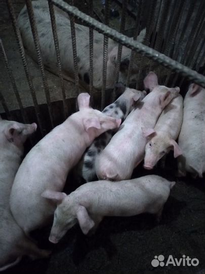 Поросята