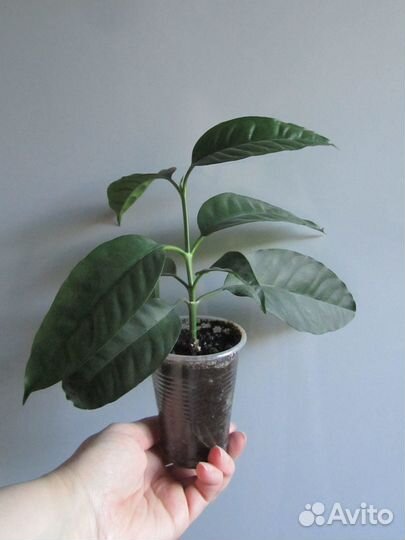 Хойя мультифлора