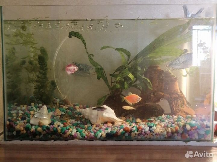 Аквариум