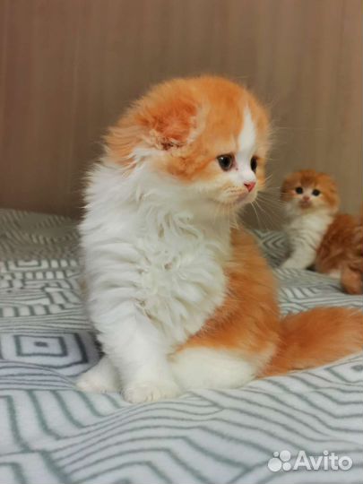 Хайленд фолд